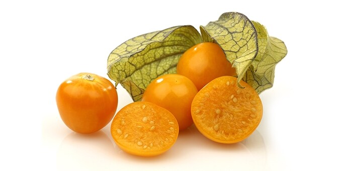 ΦΥΣΑΛΛΙΔΕΣ